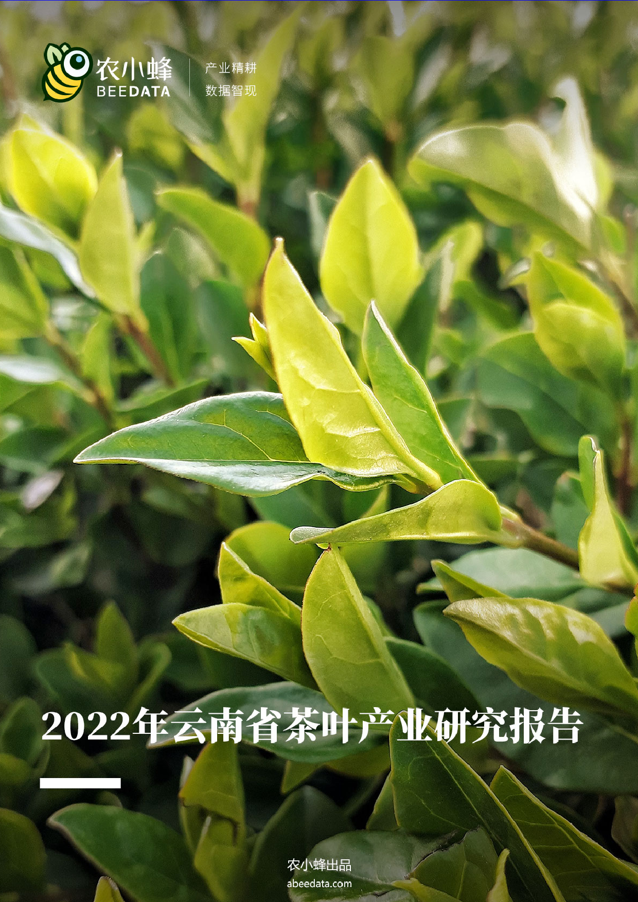 2022年云南省茶叶产业研究简报-13页_第1页